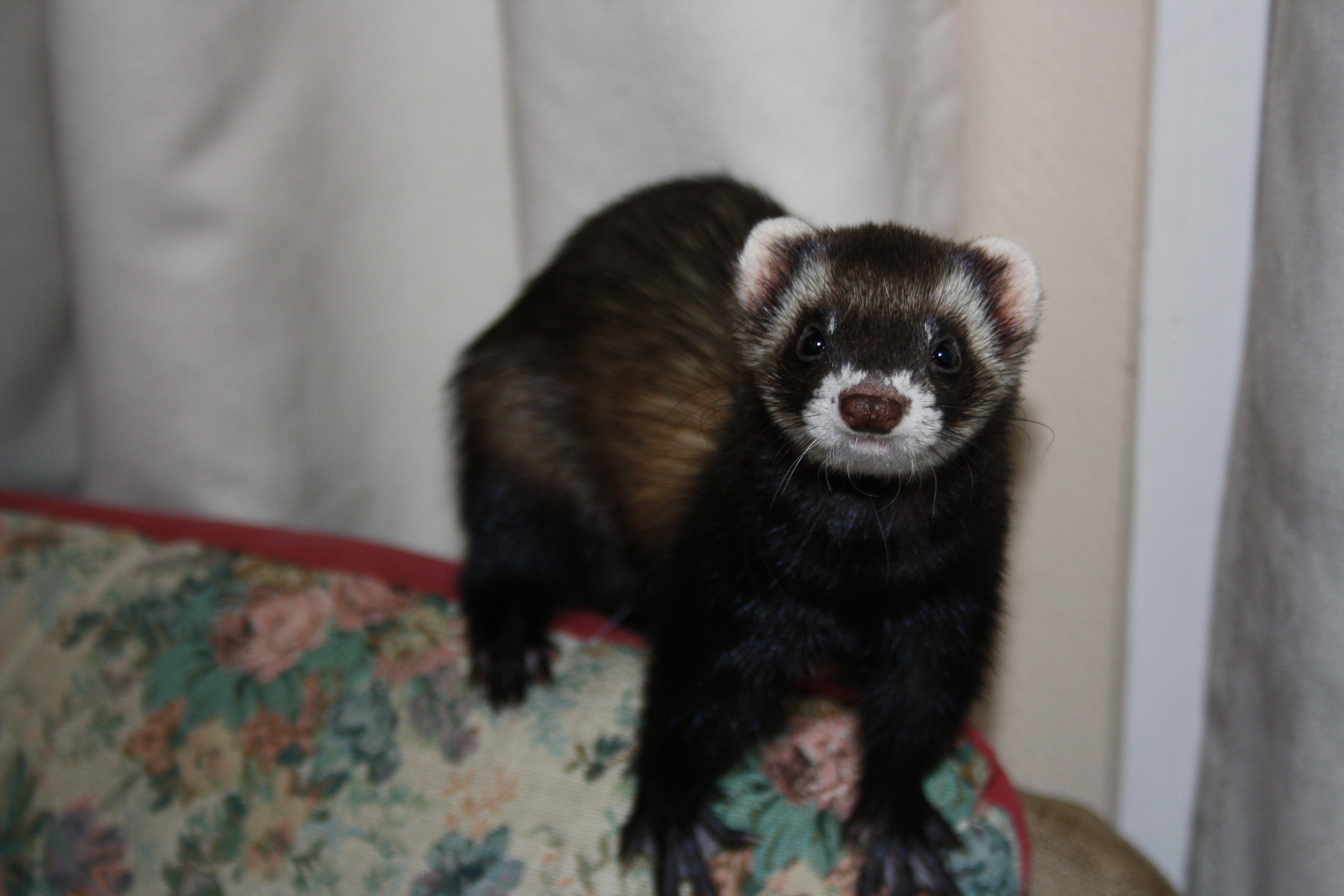 ferret