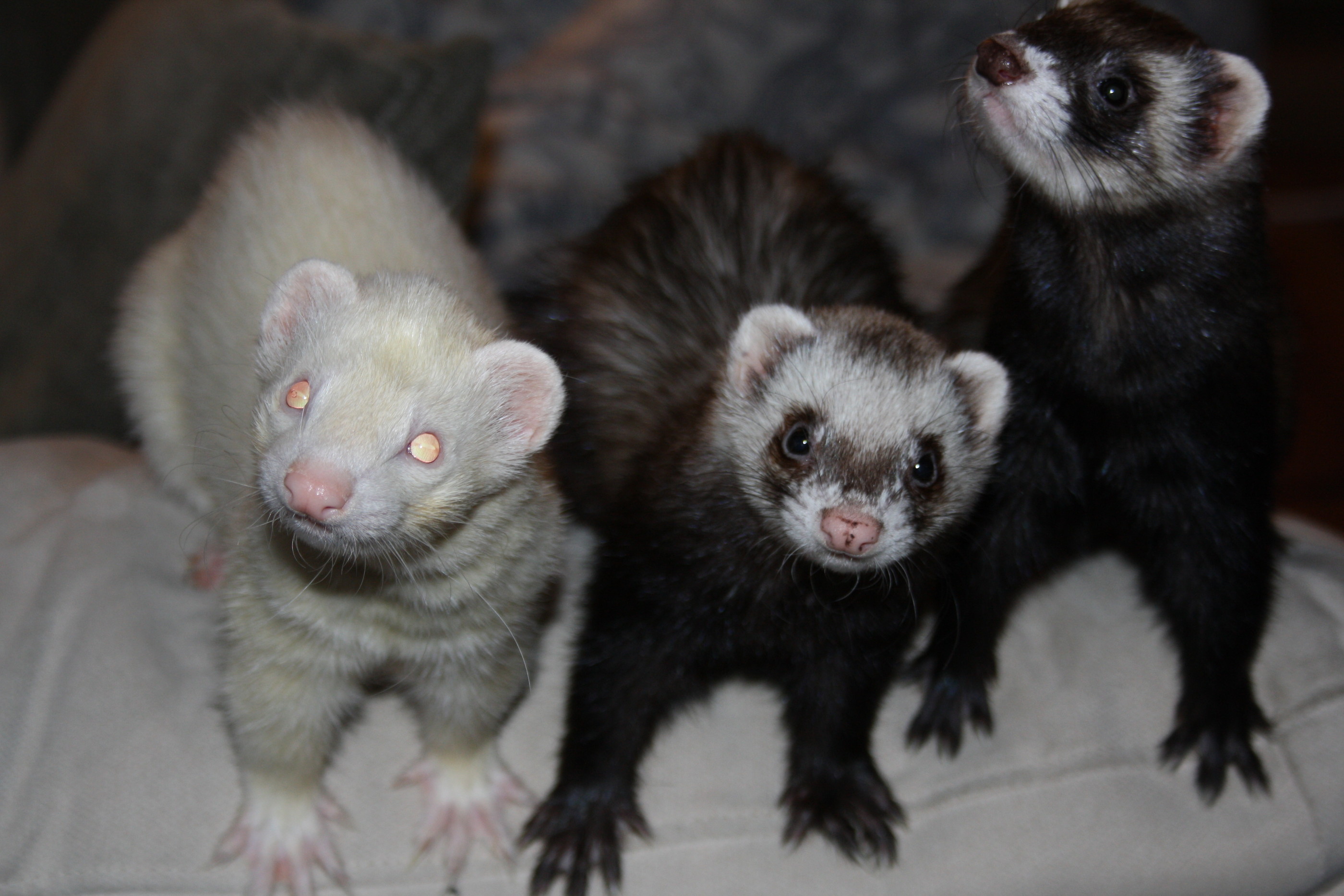 three ferrets