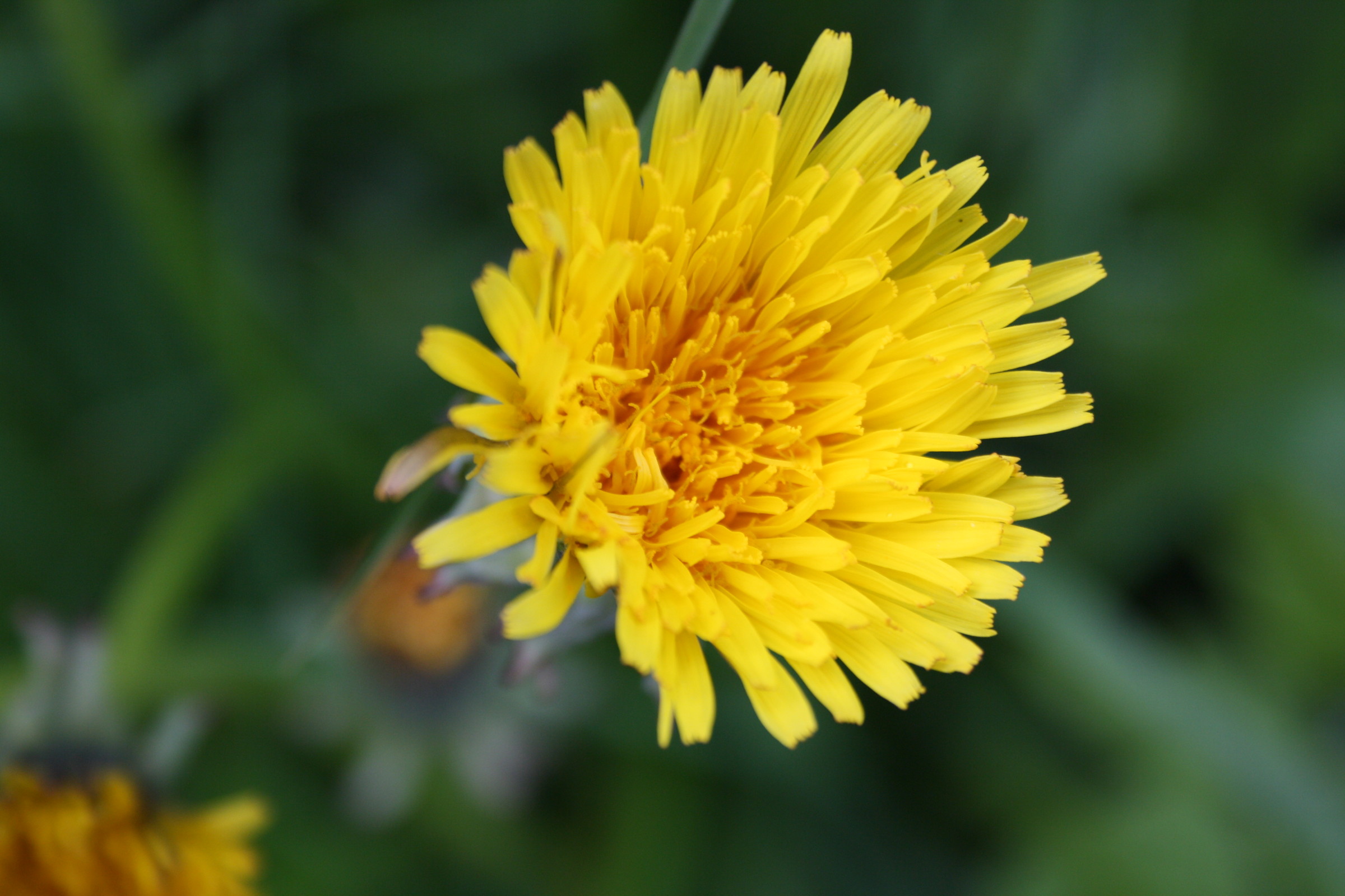 flower macro