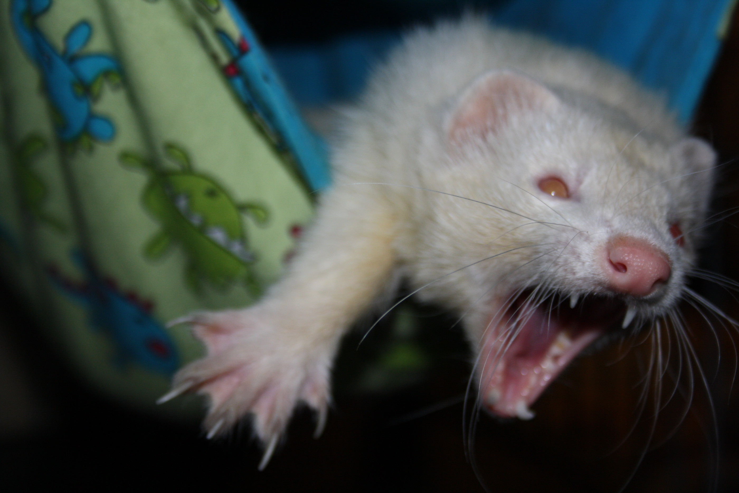 ferret yawning